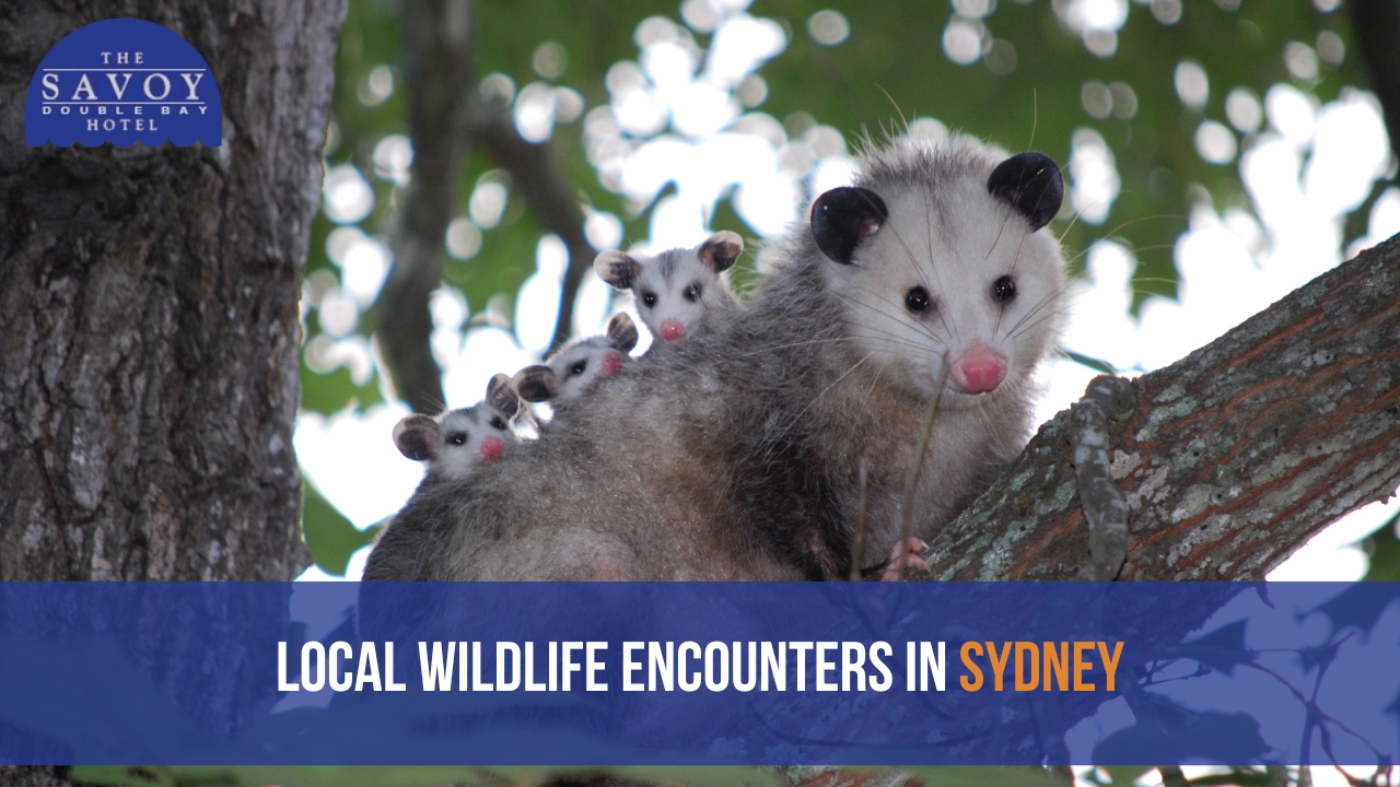 An adult Virginia opossum with several babies riding on its back perched on a tree branch.