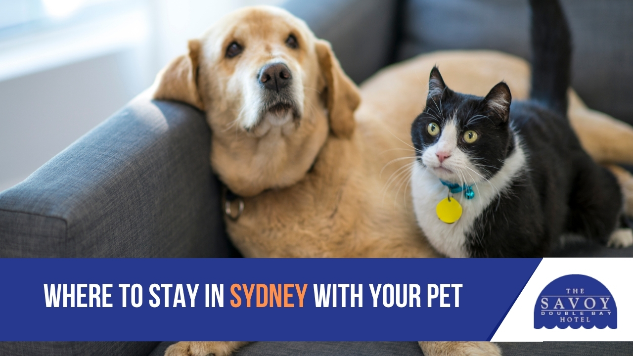 A golden retriever and a black-and-white cat sit together on a grey sofa on a pet-friendly hotels in Sydney